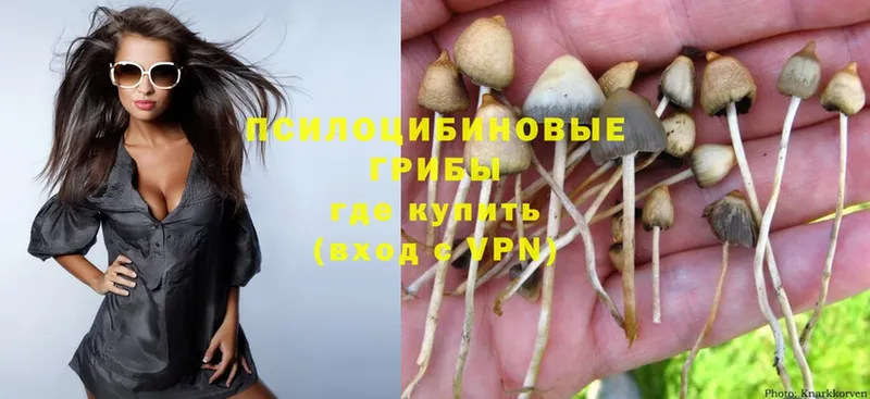 кракен как зайти  Бор  Псилоцибиновые грибы Psilocybe 